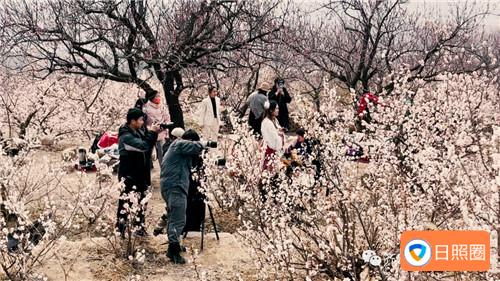 这也太美了吧！五莲叩官镇大旺村千亩樱桃花开了！