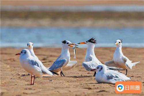 国家一级野生保护动物"神话鸟"中华凤头燕鸥现身刘家湾赶海园！